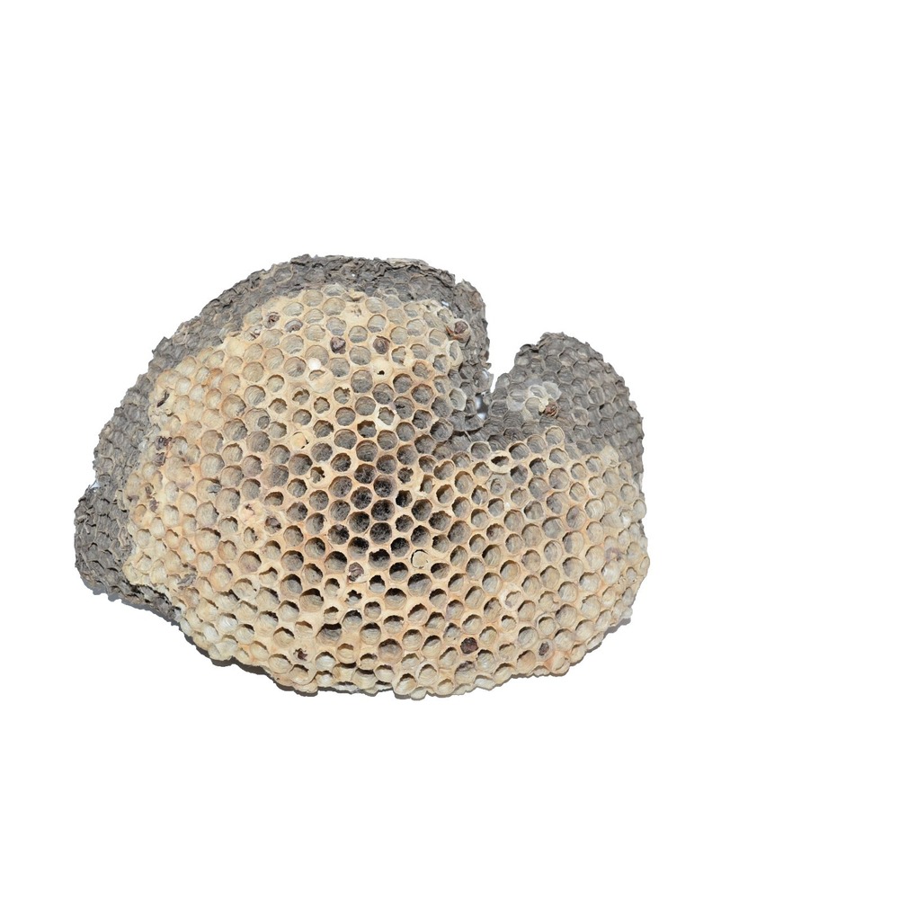 Real Natural Bees‎ Wasp Nest Comb Hornet 8"  Insect collectible